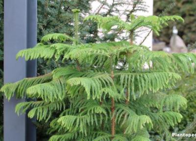 می دانید چه طور کاج مطبق پرورش دهید؟ می دانید چه طور کاج مطبق پرورش دهید؟