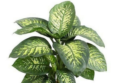 نگهداری و نحوه تکثیر دیفن باخیا نگهداری و نحوه تکثیر دیفن باخیا